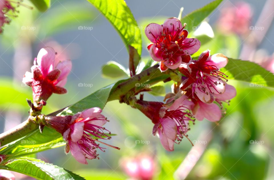 Spring mood. Flowers of almonds
