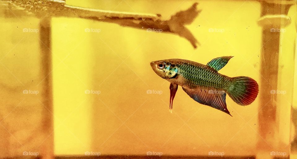 Betta Imbelllis ( Peaceful Betta )