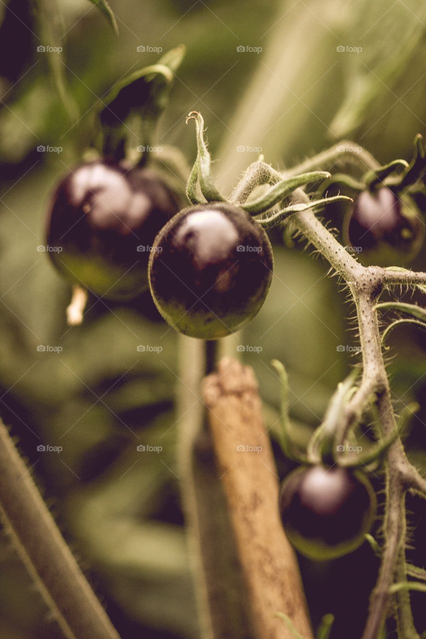  Black tomato