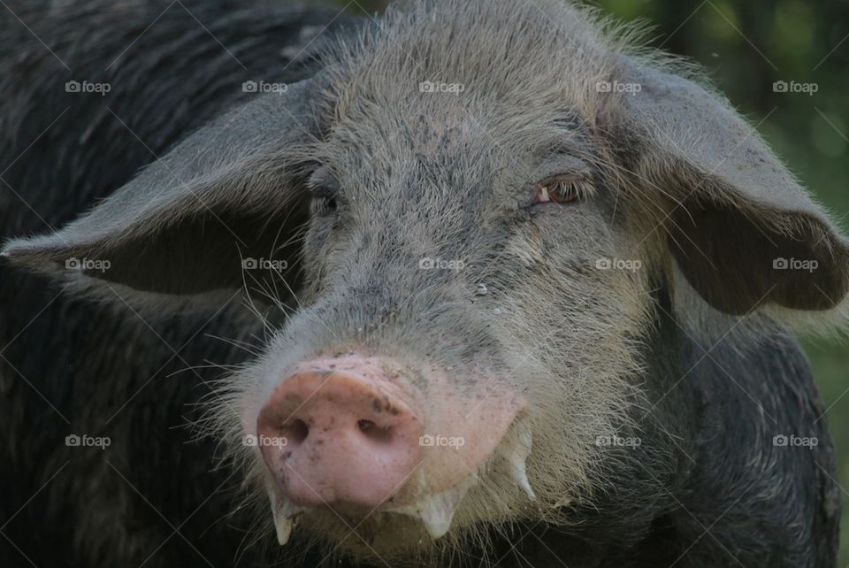 Close-up of pig