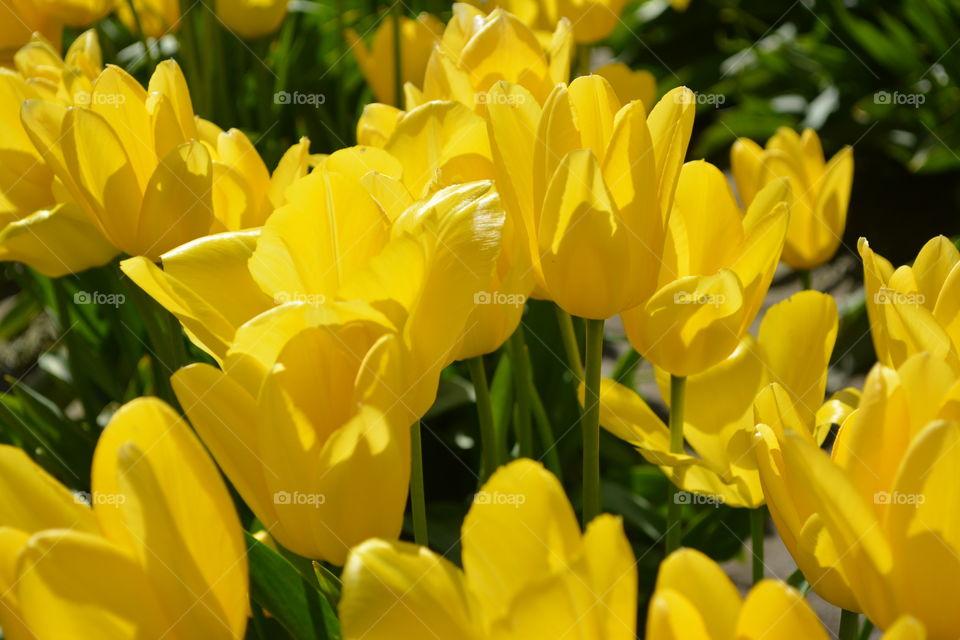 Yellow tulips 