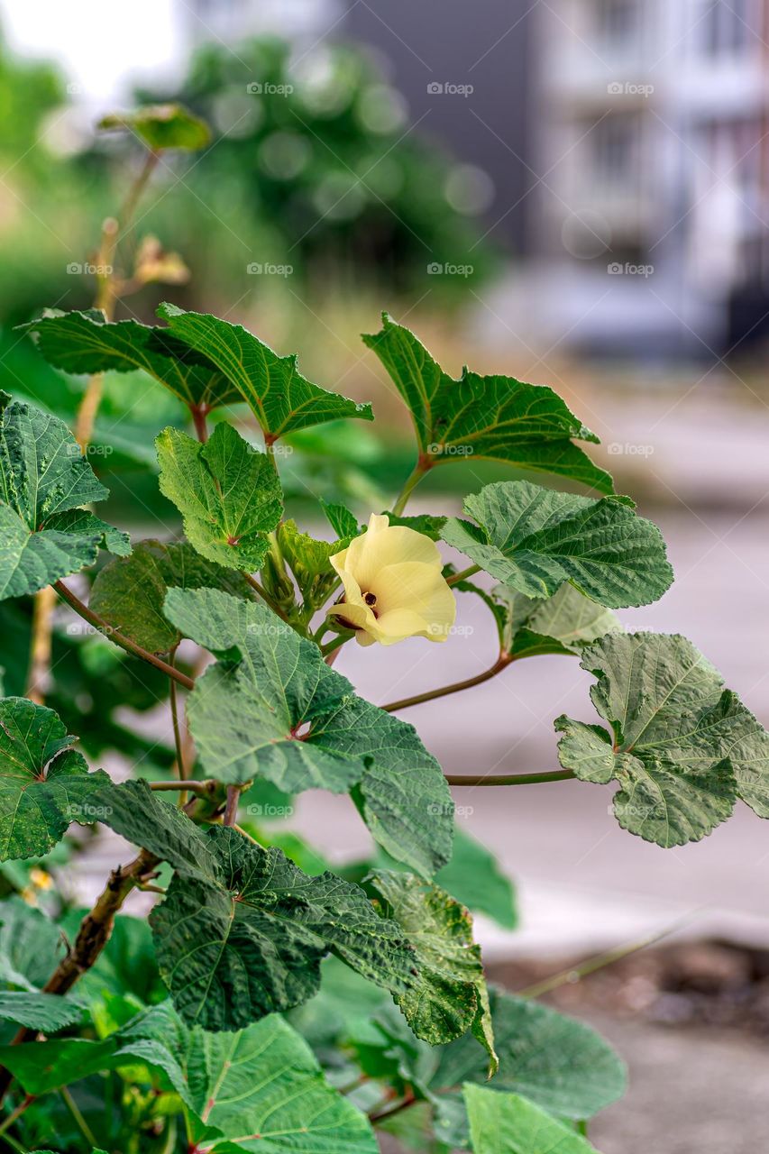an eggplant tree on the side of the streetn