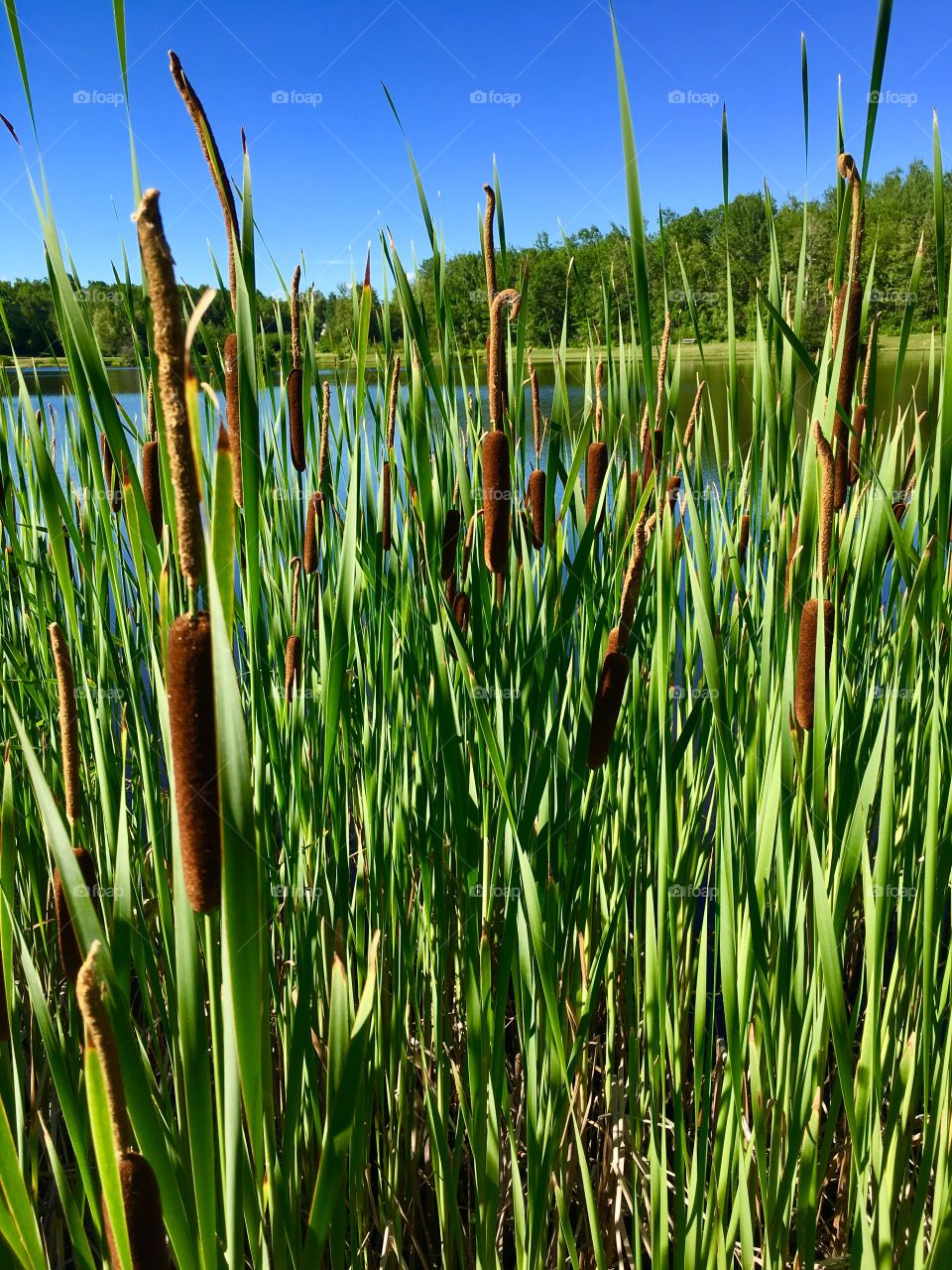 Cattail jungle