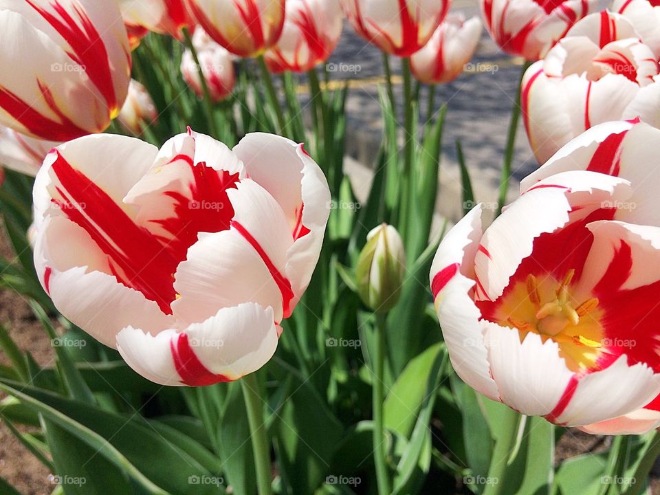 Red and white tulips 