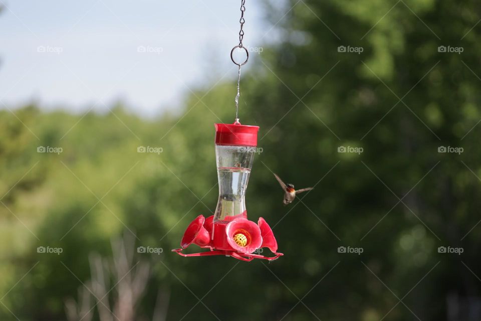 Hummingbird using the feeder 