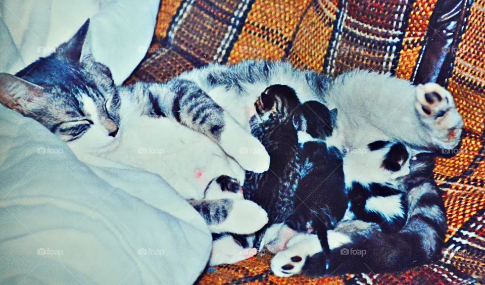 Kittens 