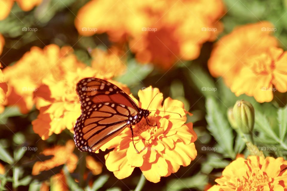 Marigolds & Butterflies 🦋