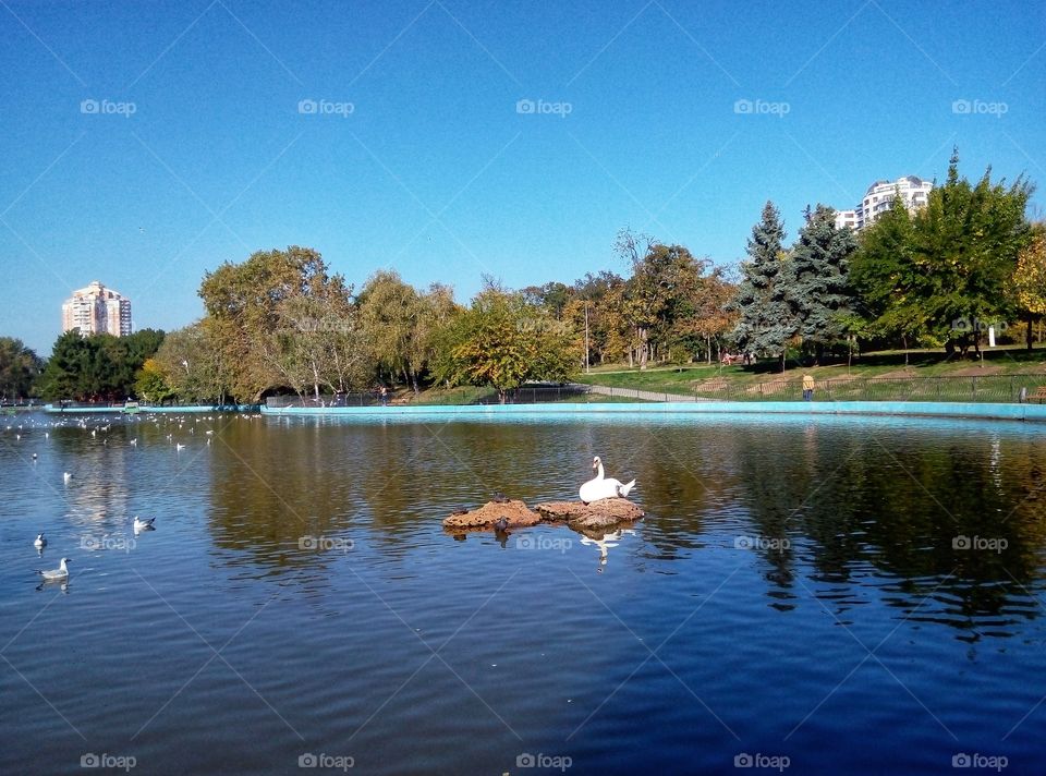 swan and gull on the lake odessa лебедь и чайки на озере