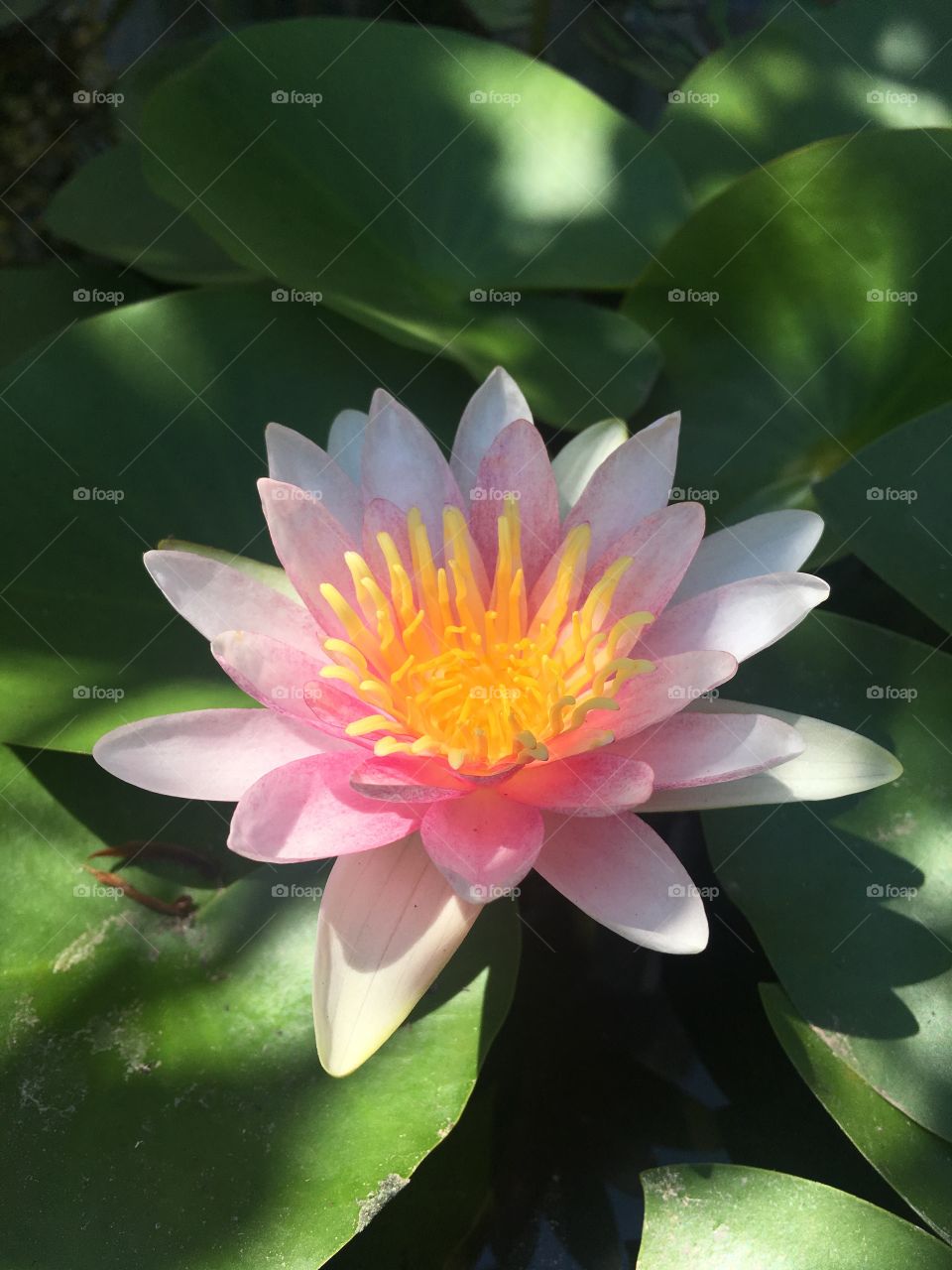 lotus in garden