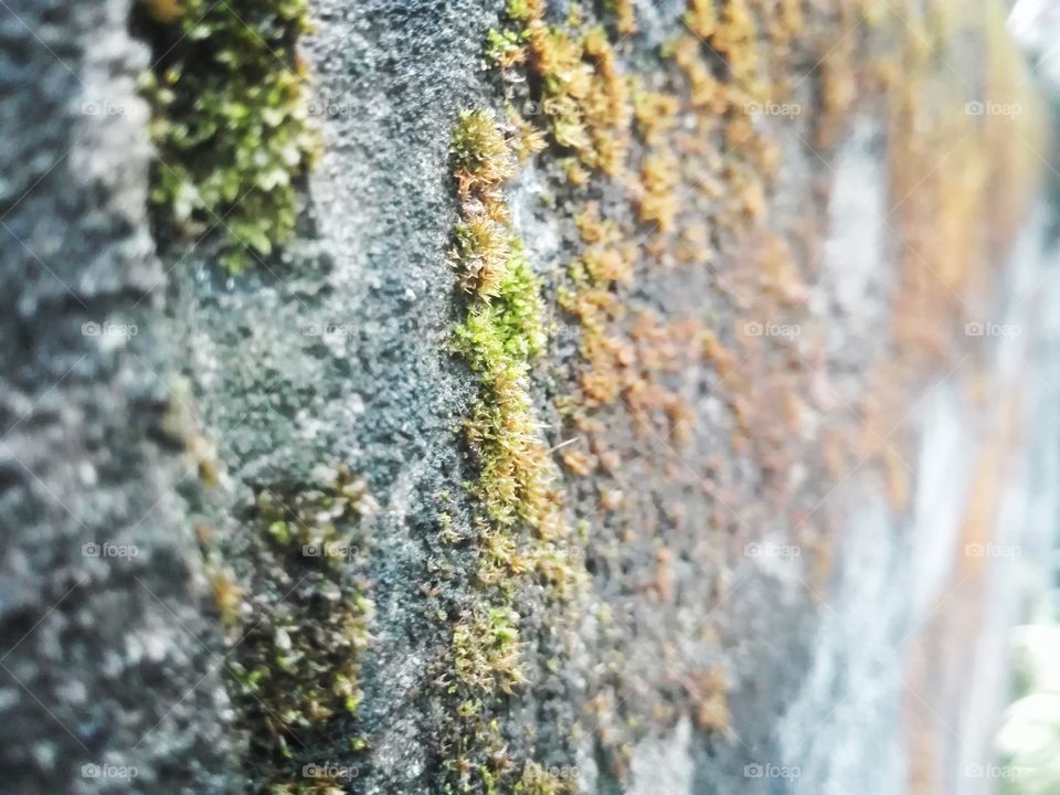 Extreme close-up of a wall on moss