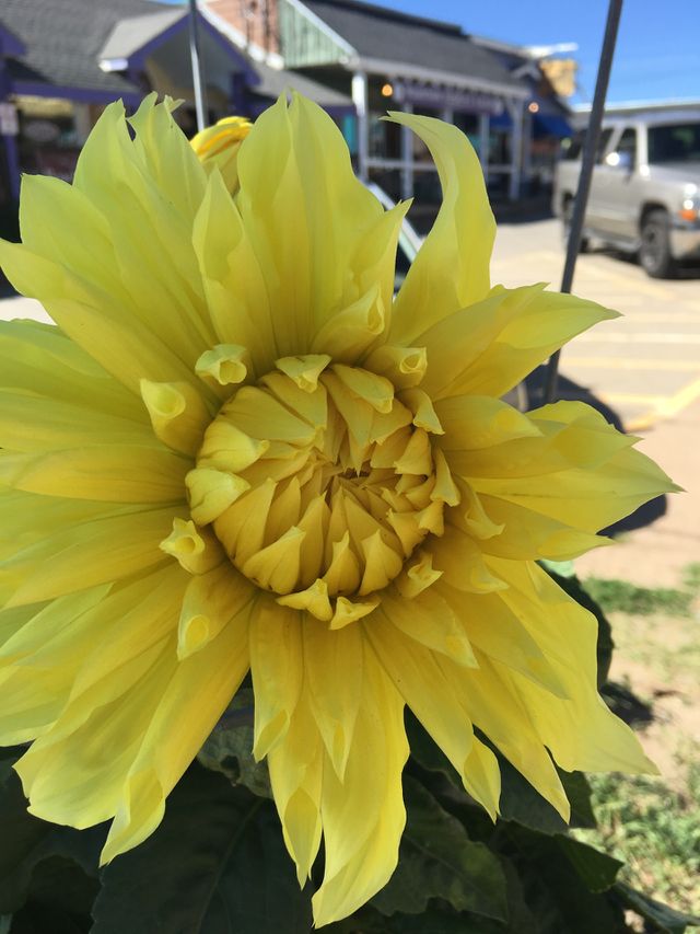 Bright flower