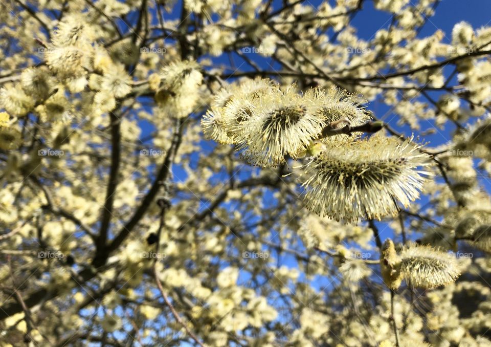 Fluffy floral