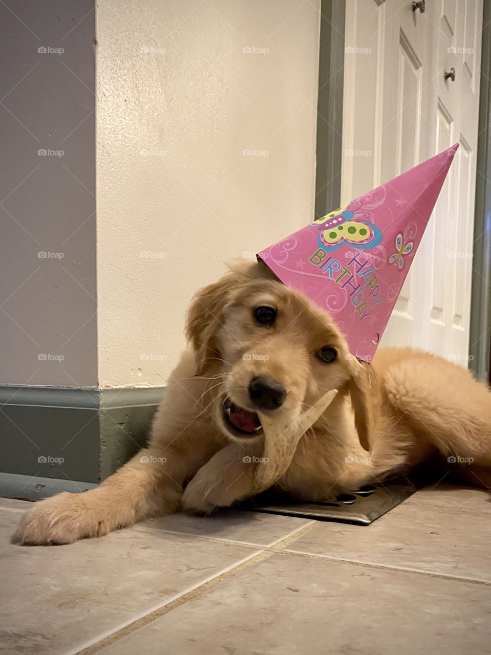 Doggie Birthday party 🥳