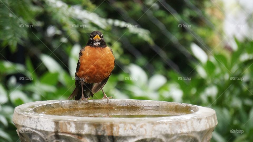 In my garden A Robin