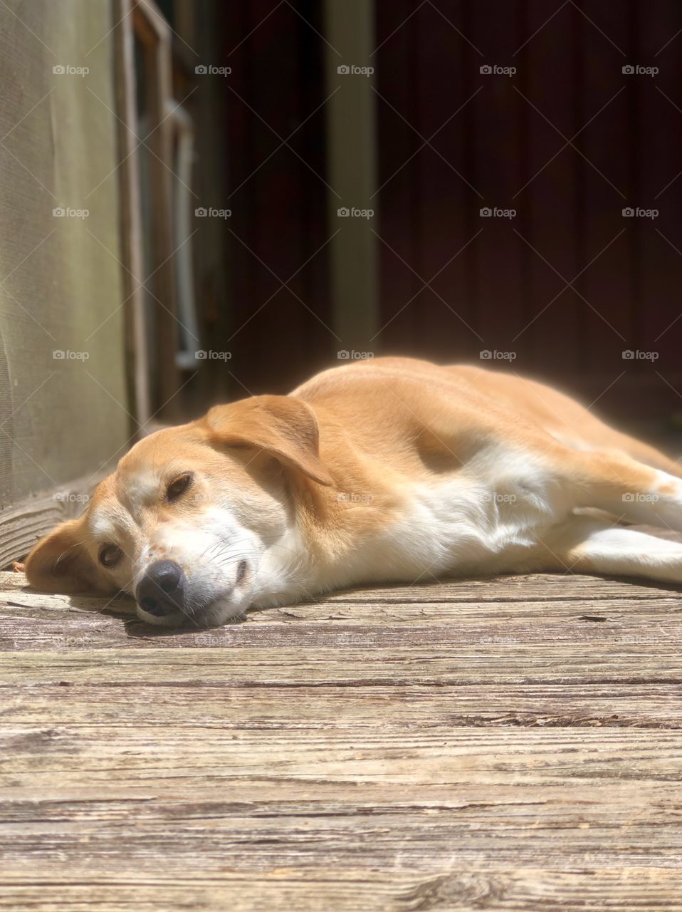 Summer heat and sunshine in the dog days