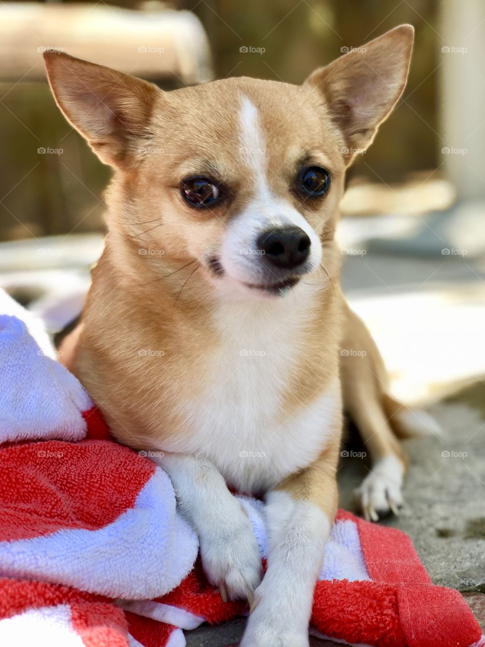 Poolside puppy 