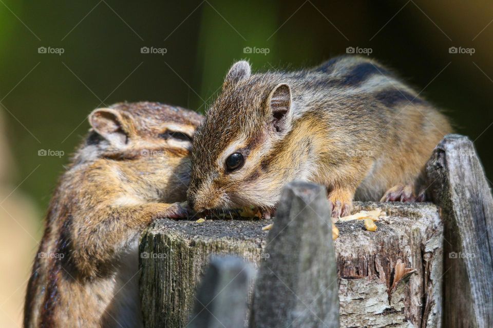 Chipmunk want to join his fellow for nuts!
