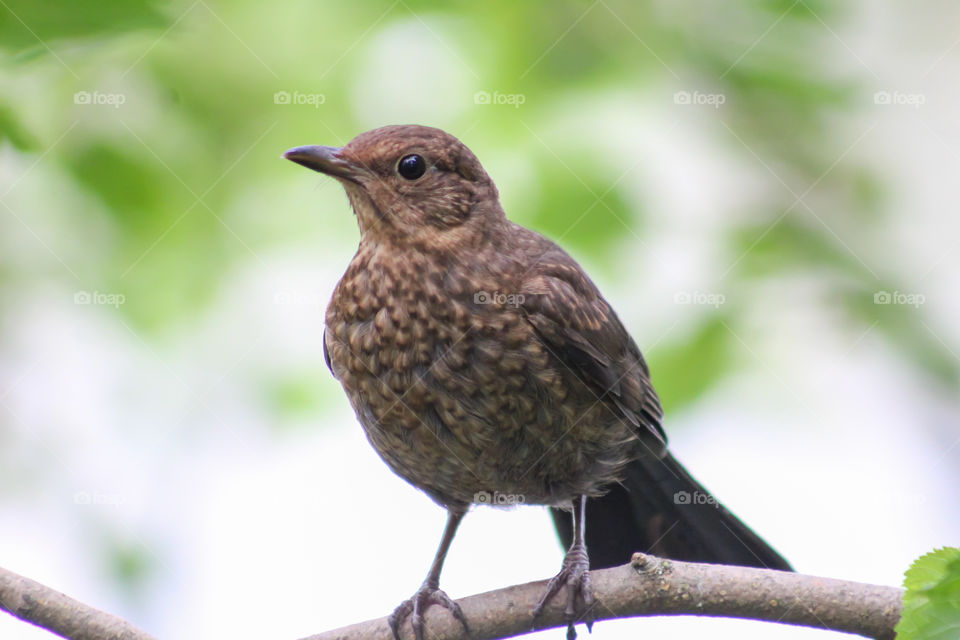 Bird on a tree branch