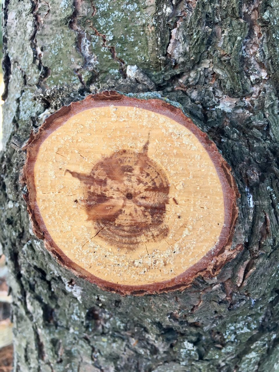 Cut tree branch