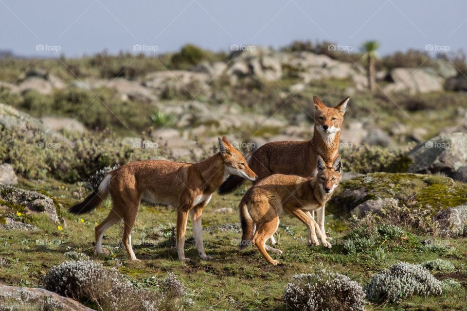 Ethiopian Wolves 