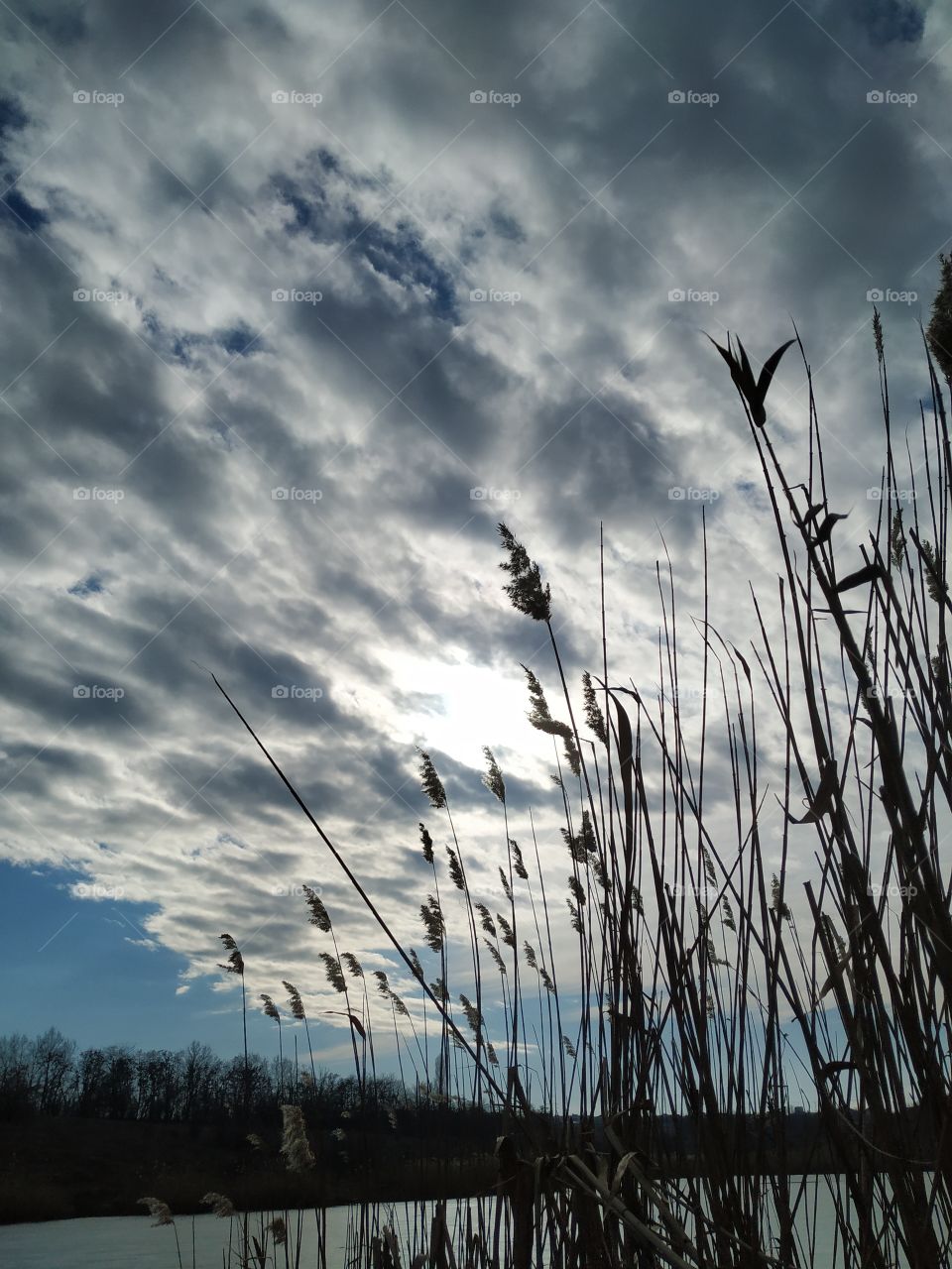 Reeds and clouds