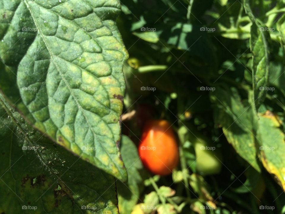 Out of focus tomato 