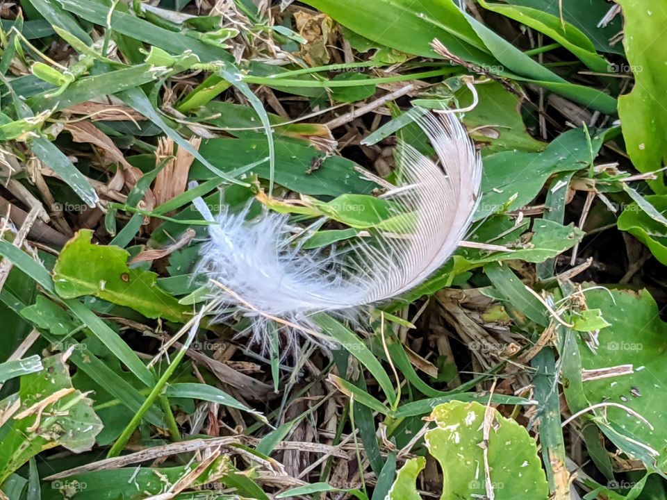 white feather