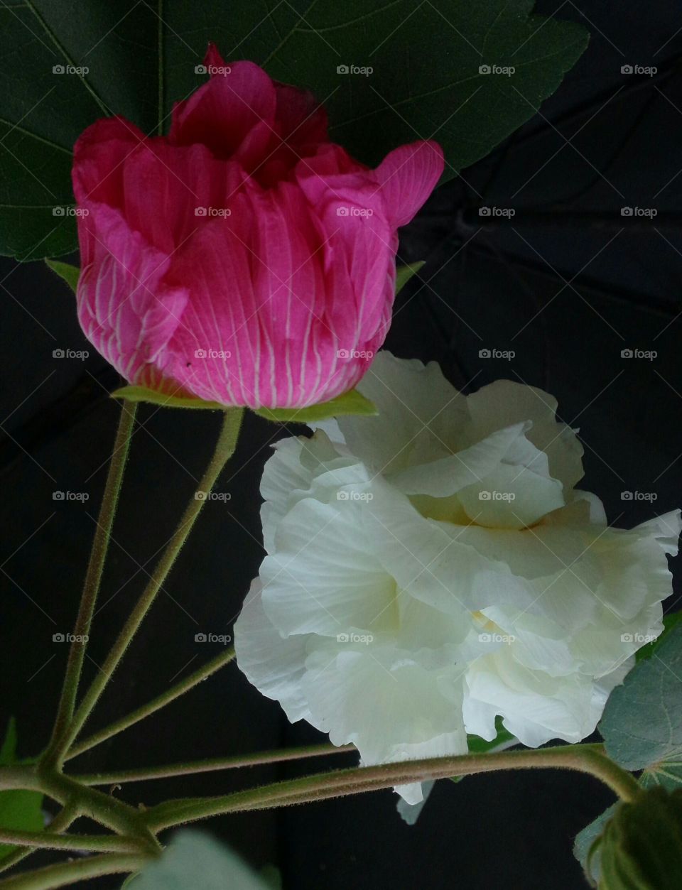 pink white flower, chinese lotus