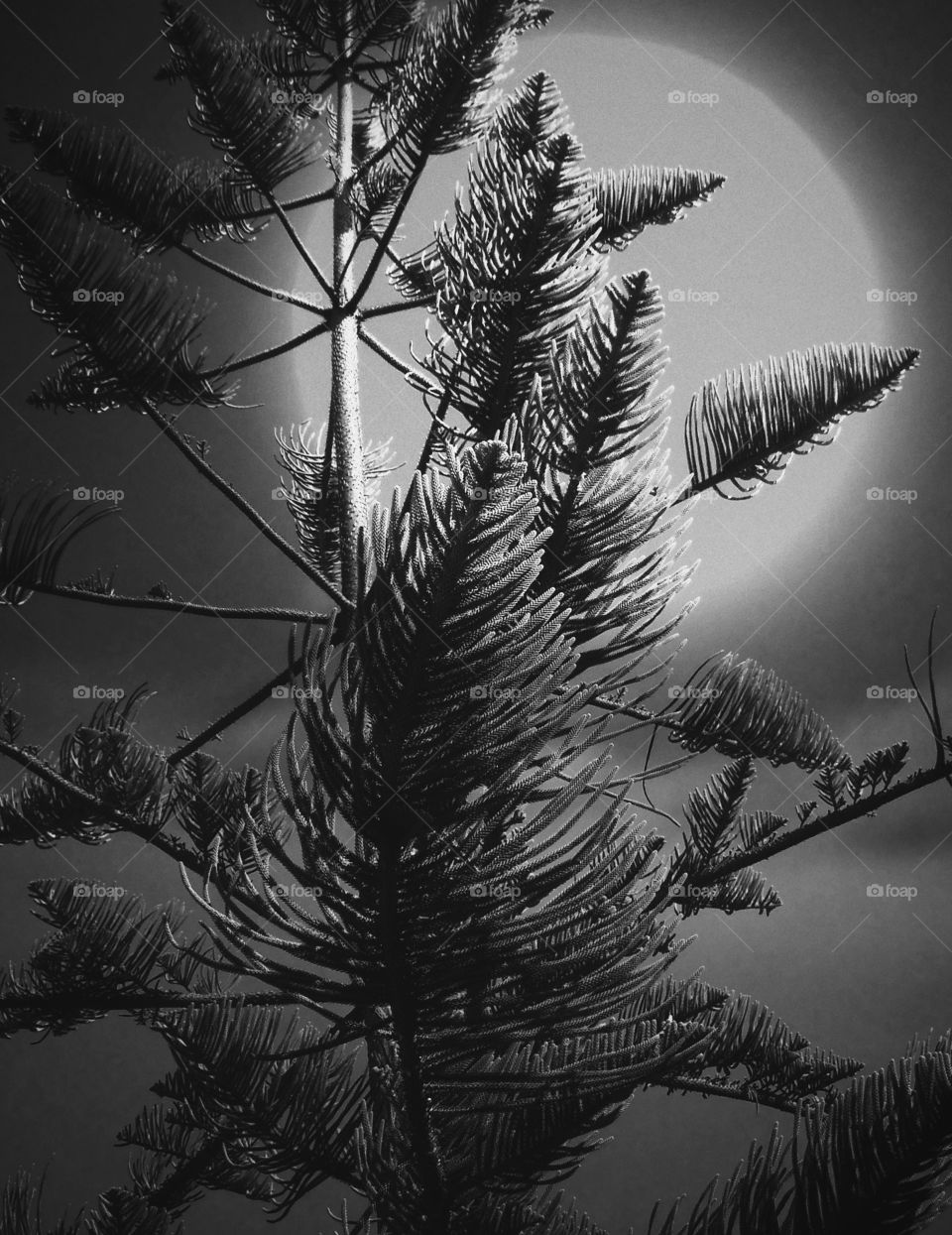 Star Pine silhouette 