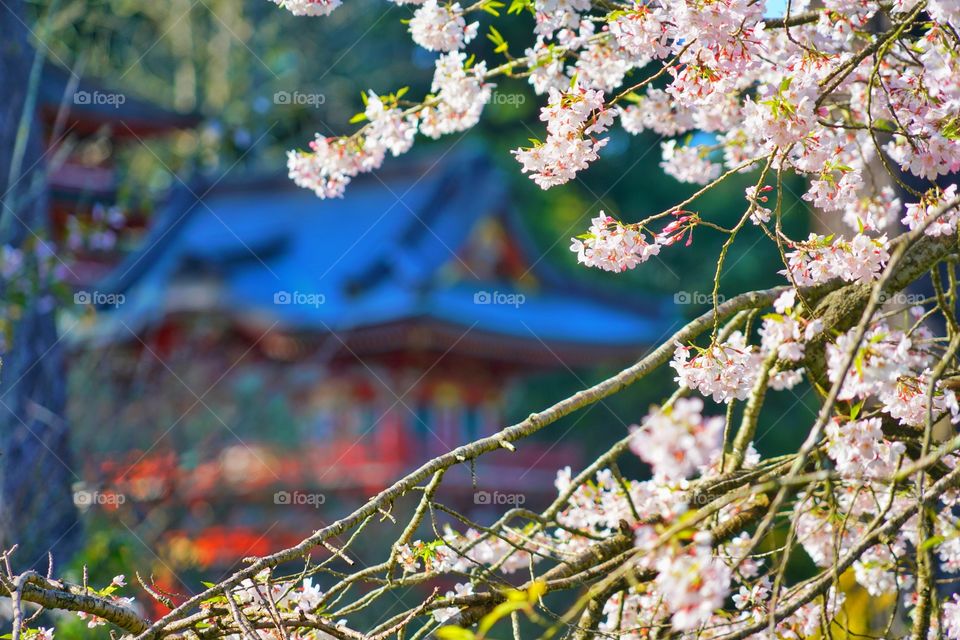 Cherry Blossoms In Japanese Tea Garden