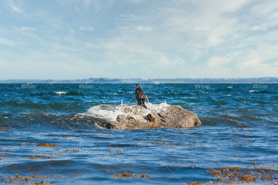 The great black cormorant sitting lonely on a sea rock. Phalacrocorax carbon.