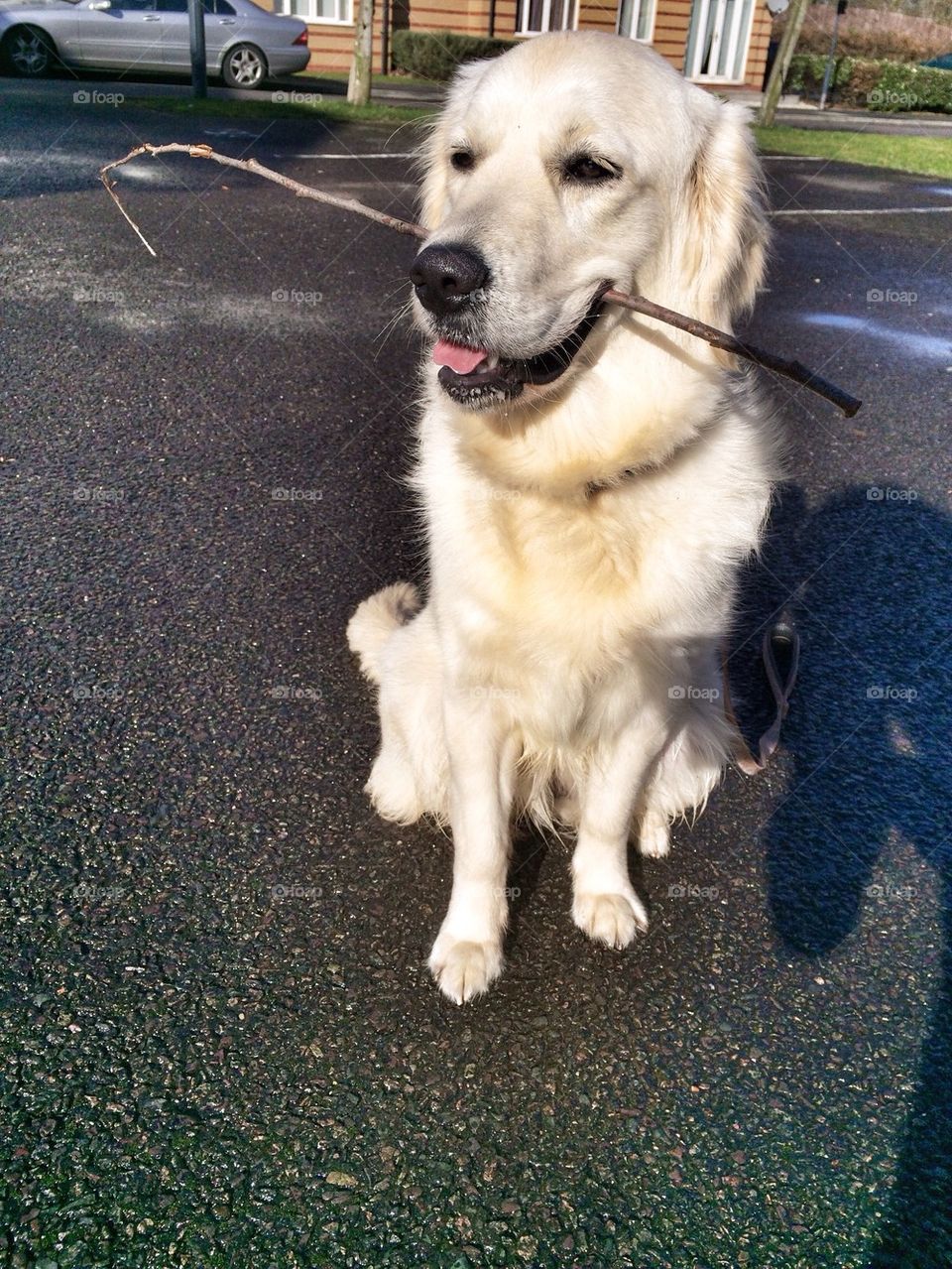 Zoe - Golden Retriever