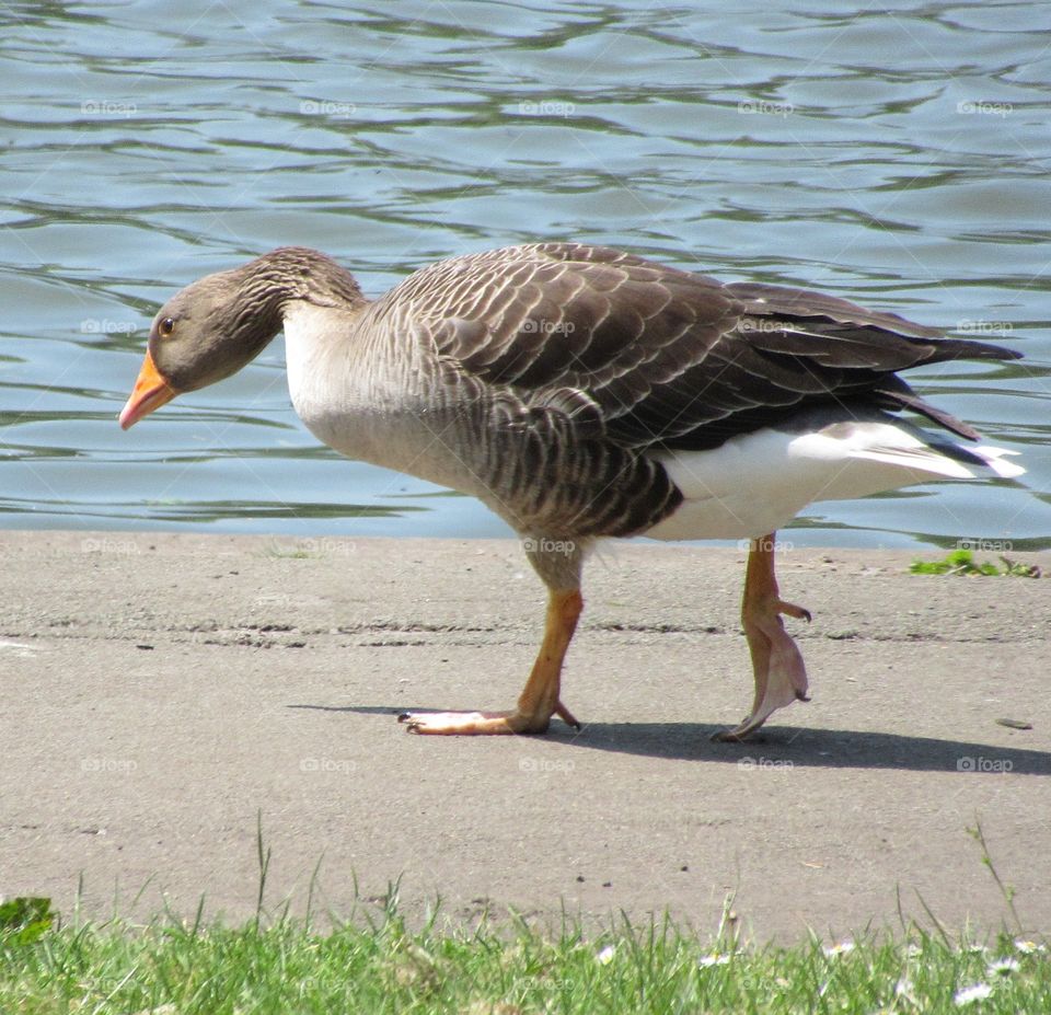 Goose