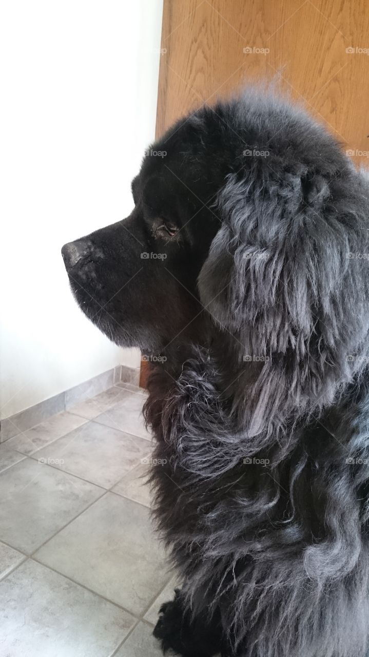 Lovely newfoundland dog