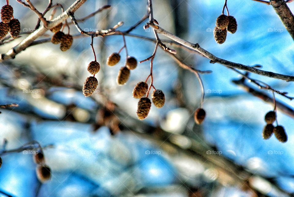 Winter macro nature