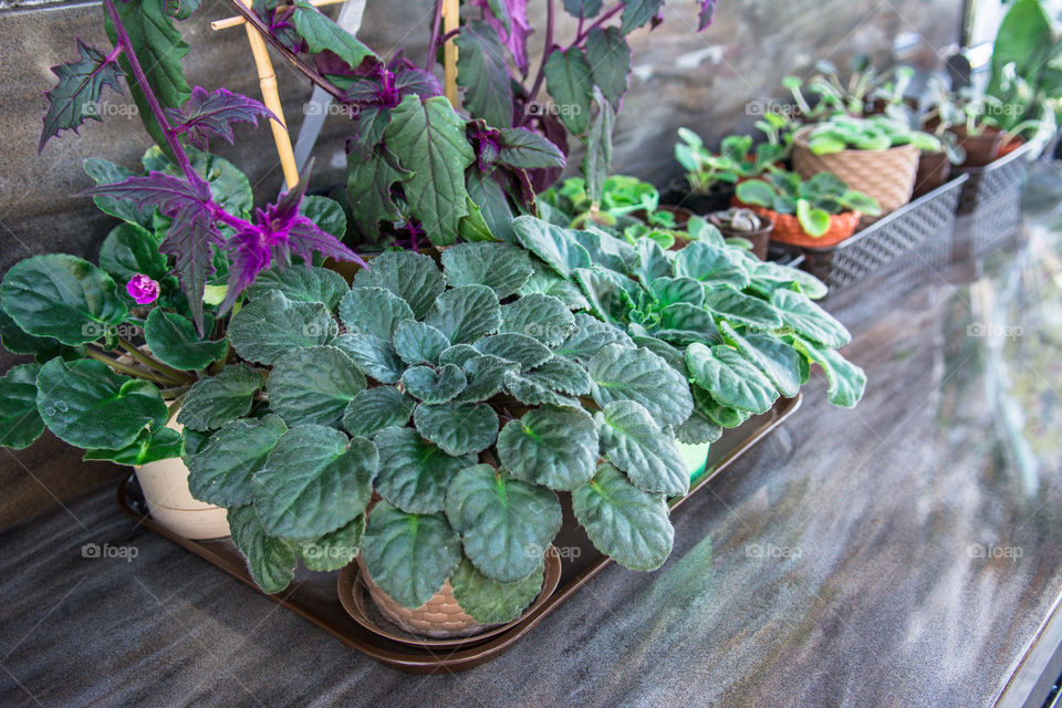 House plants in pots