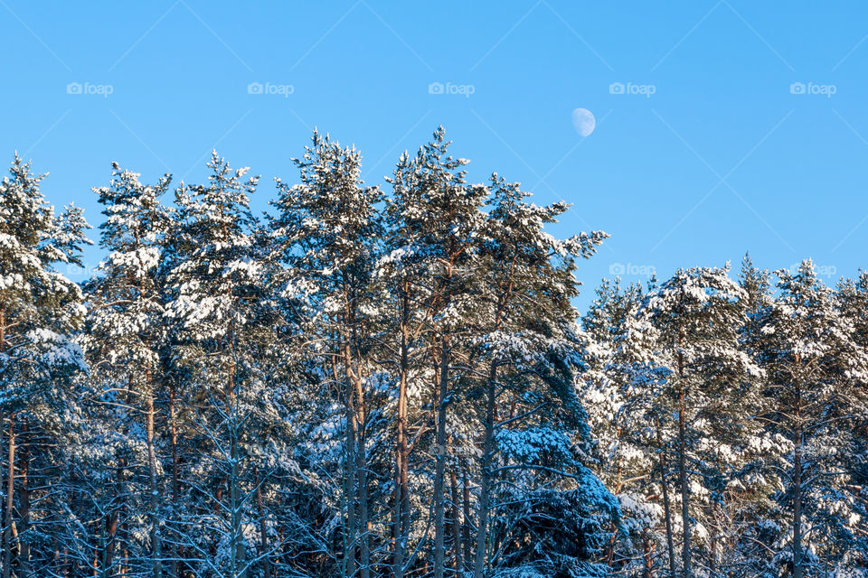 winter forest