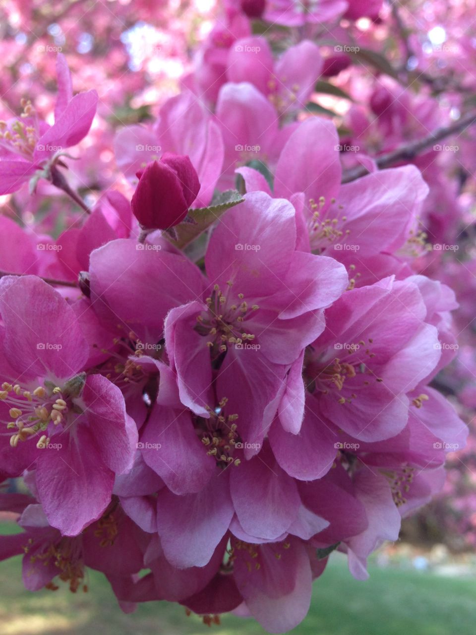Spring Blooms. Pink Crabapple Tree Blossoms in Spring