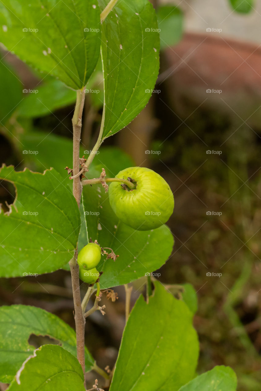 Ziziphus jujuba, commonly called jujube, red date, Chinese date, is a species of Ziziphus in the buckthorn family. 