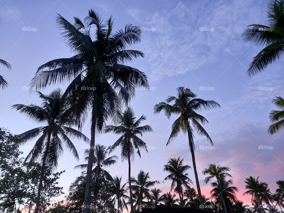 #trees #sunrise #coconuts