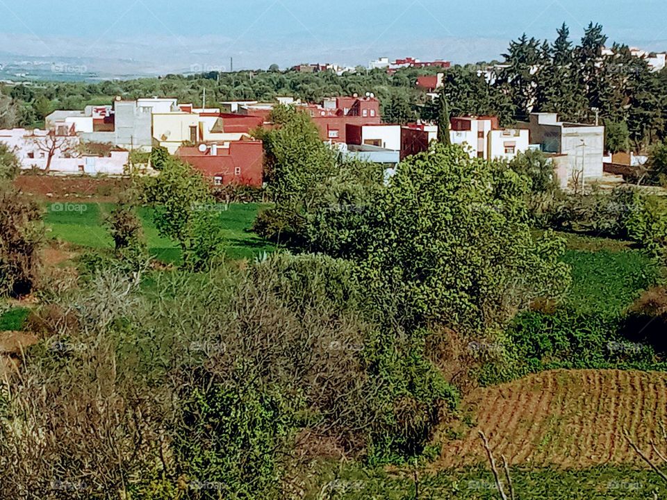 House's between the nature