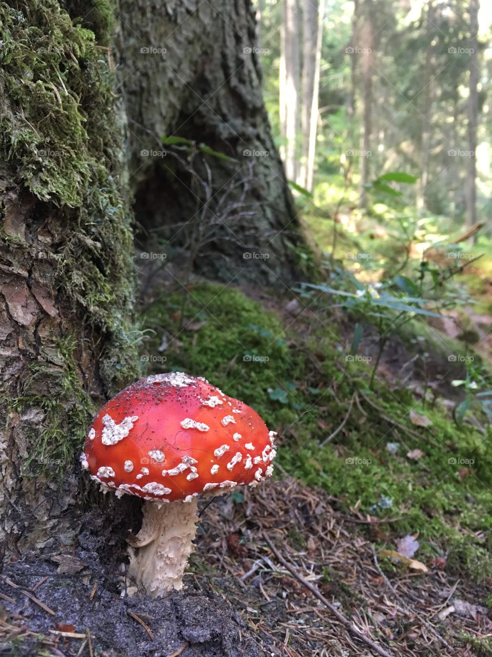 Close-up of mushroom