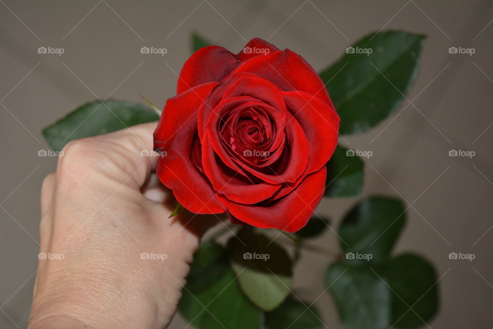 Rose, Flower, Love, Romance, Wedding