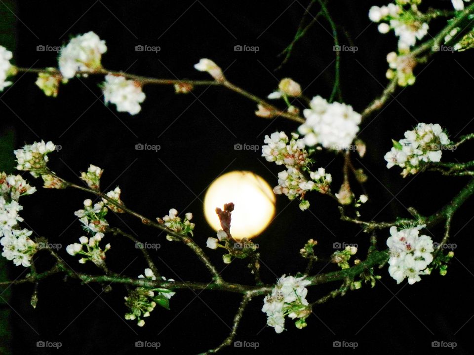 The Moon behind the Flowers