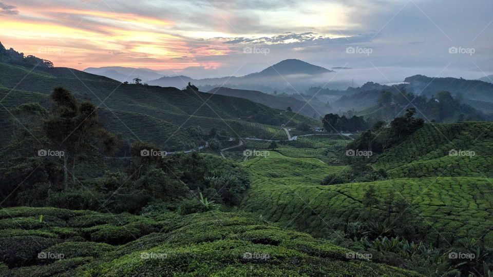 Cameron Highlands, Malaysia