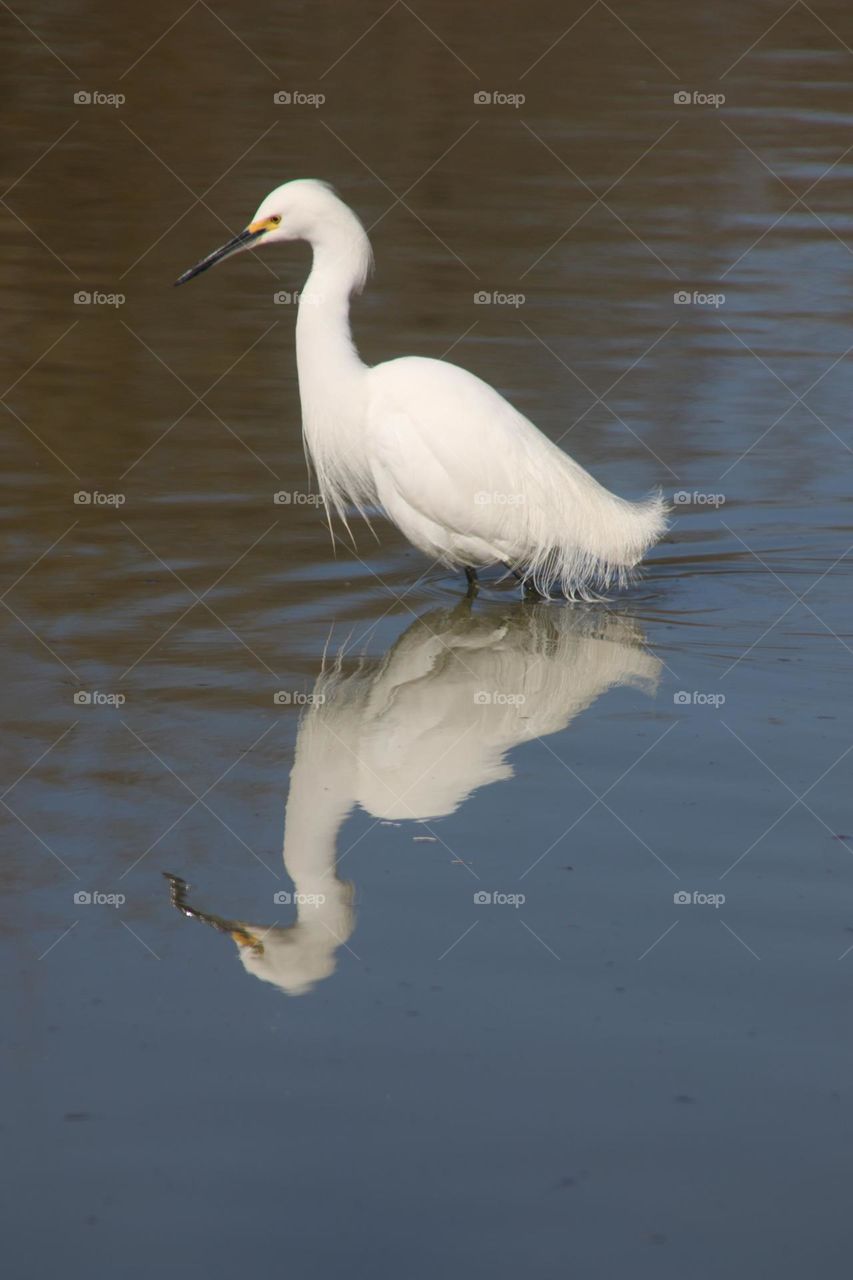 Snowy Egret Reflected in Water