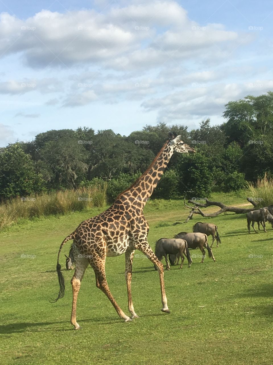 Giraffes, look at that neck!