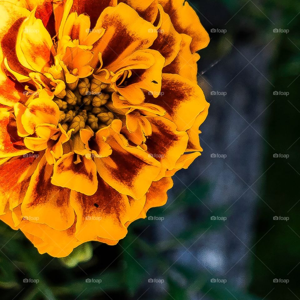 Amazing large yellow and red flower