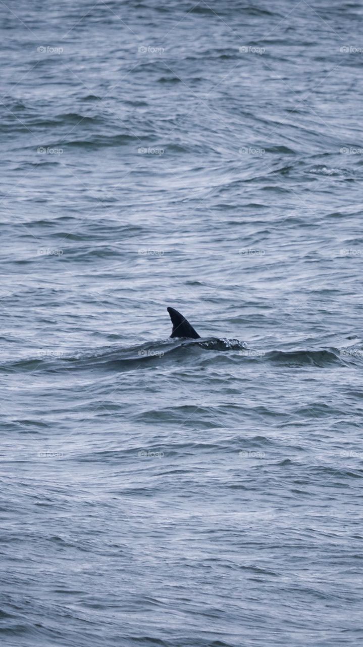 The Hidden Shark 🦈🦈