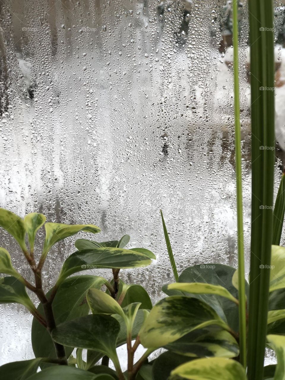 Peperomia in winter. The green story of growth and germination. Life is a constant struggle.